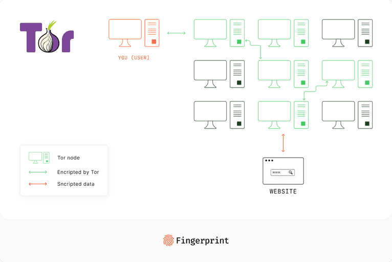 A basic scheme of how a Tor connection works